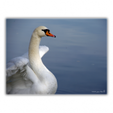 Glas | Schwan